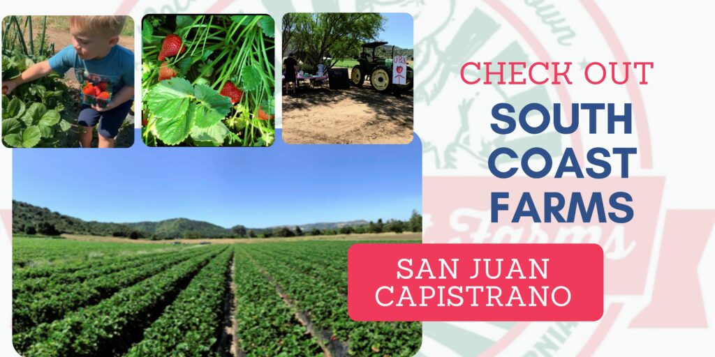 South Coast farms is a place in San Juan Capistrano part of Orange County CA where you can go strawberry picking 